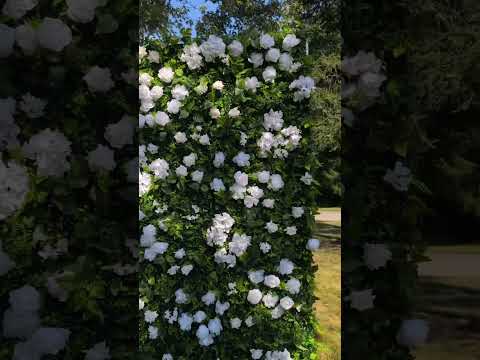 Harvard 2D Artificial Zip Up Curtain Flower Wall For Wedding & Home & Events Decoration(Ready to Ship 30-35 days! )