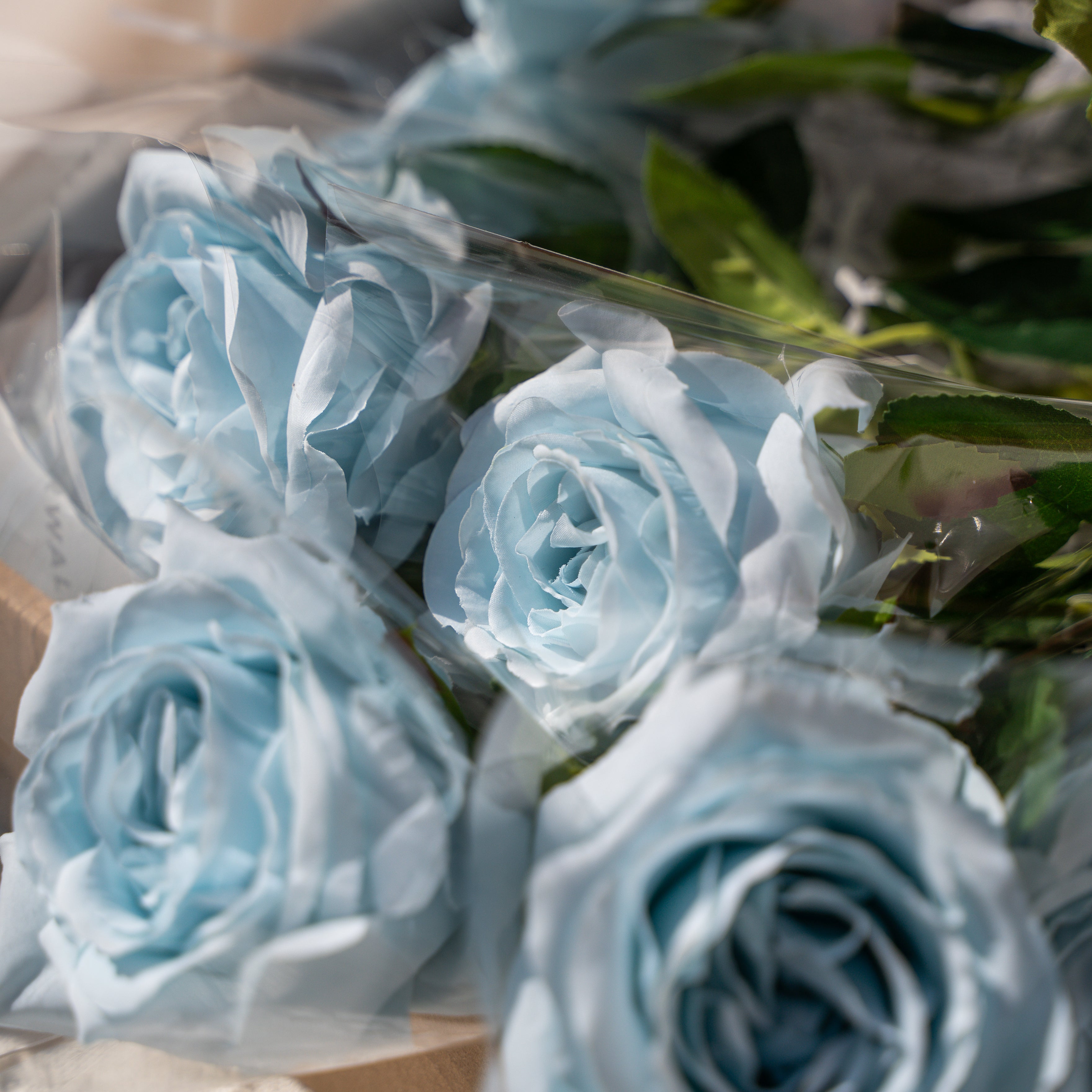 12 Stems Curled Rose (Light blue) Gift Box  (Ready to ship)