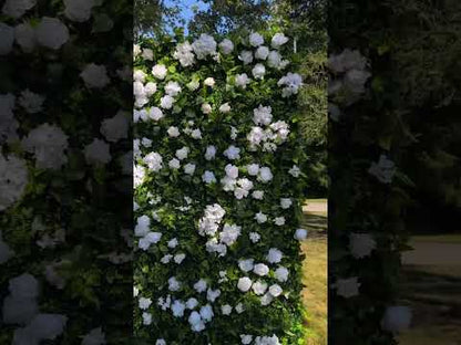 Harvard  2D Artificial Zip Up Curtain Flower Wall For Wedding &amp; Home &amp; Events Decoration(Ready to Ship 30-35 days! )